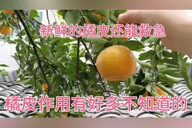 新鲜橘子皮好神奇？鱼骨鲠咽，橘皮常含，咽汁即下，摘椪柑晒陈皮视频封面