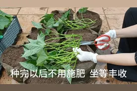 用袋子种红薯，学我这个种法，以后不用再施肥，就等着大丰收视频封面