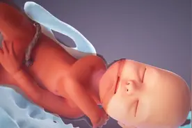 人是怎么被孕育的？这绝对是一个天才的发明