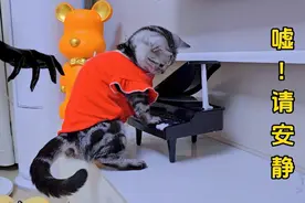 猫咪深夜玩钢琴，却不知危险正在靠近，结果悲剧了视频封面