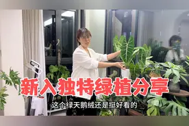媳妇给新家阳台又添置了些绿植，品种独特又便宜，朋友都夸好看