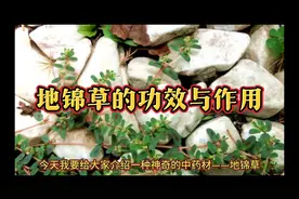 地锦草的功效与作用