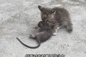 #小奶猫#战斗力很强，抓了一只大老鼠！