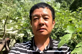 原生态野葡萄，大小年间隔三年结果，是酿造葡萄酒的最佳视频封面