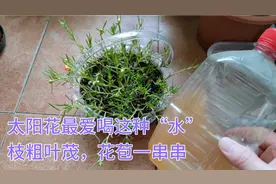 太阳花喝了这种“水”，15天就能枝繁叶茂，花苞一串串，太管用了视频封面