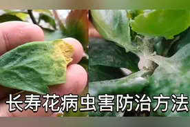 长寿花病虫害防治！黄叶黑腐白粉病全解