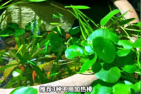 推荐3种不用加热棒，还能安全过冬冷水鱼，且好饲养颜值高