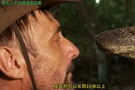 它是世界最大的蛇，成年的可以长到十米以上，它就是亚马逊森蚺视频封面