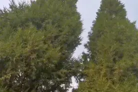 太奇怪了吧！这样的树难得一见，同根生，同样长，双胞兄弟吗？