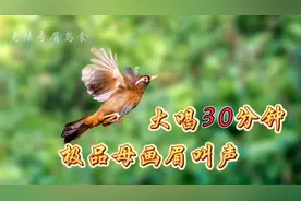 母画眉鸟叫声：母鸟大叫30分钟，上性必备，值得收藏