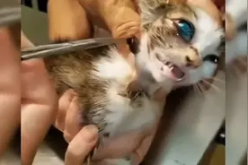 帮助猫咪清理额头上的马蝇幼虫视频封面