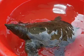 小伙摆摊卖鱼第3天，野生大甲鱼180元一斤，大家觉得贵吗？视频封面