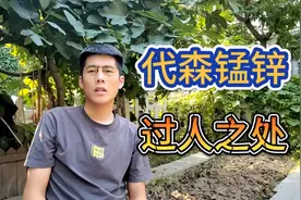 代森锰锌有什么作用与功效？代森锰锌主治哪些病害？