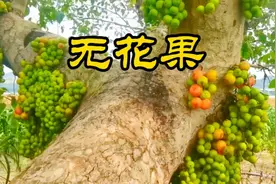 无花果，丰硕的果实挂在主干上。视频封面