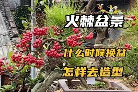 火棘你了解它的树性不仅能开花结果，而且能玩出多种造型视频封面