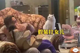 假装打女儿看猫咪什么反应？