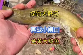 你们知道这条鲶鱼什么品种吗？为啥皮肤是金黄的，这个假期很快乐