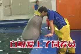 白鲸爱上了人类，撒娇吃醋样样会，#猫咪#白鲸 #萌宠出道计划