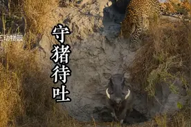 疣猪蓬蓬：我这一生~如履薄冰~~
