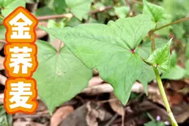 金荞麦：又称净肠草，是国家二级保护植物