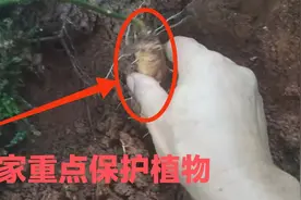 湖南发现三株国家重点保护植物四叶参，还挖了一株回来视频封面