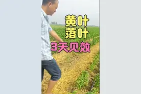 辣椒黄叶落叶，是早疫的现象，发现就赶快治，3天就见效视频封面