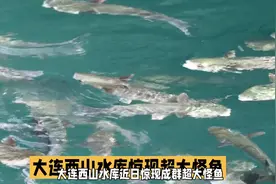 大连西山水库惊现巨型怪鱼！视频封面