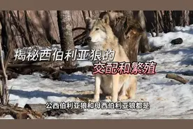独家揭秘西伯利亚狼交配：神秘而诱人的繁殖过程