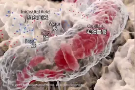 人为什么需要喝水，3D演示。。