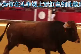 牛为何对红色如此狂躁真相竟如此简单@动漫小屋 @爱吃饭的阿拉奇