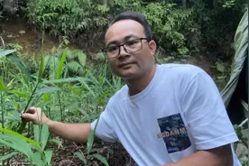 生姜种植方法，初期做好三步是关键，无需除草，后期姜饱满还够辣
