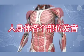 人体各个部位的正确发音，能说出十个就是高手，你会说几个？