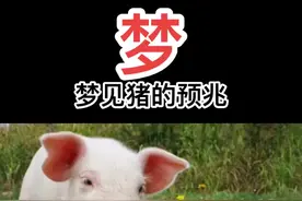 梦见猪的预兆个人爱好仅供参考.评论区留言你的梦、感谢支持♥️加视频封面