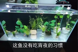 奇特夜宵：蚊子幼虫喂小鱼宵夜，小鱼有点懵，清晨再喂秒光！视频封面