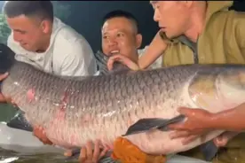 今晚去拉一条20年的巨青，老板说30元一斤，到底是亏还是赚？视频封面