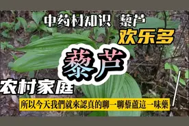 中草药知识  认识藜芦