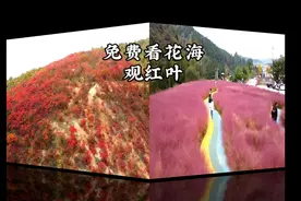 洛阳周边免费看红叶、花海的地方，自驾渑池坡头乡一个多小时路程视频封面