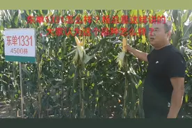 东单1331怎么样？杨总是这样讲的
大家认为这个品种怎么样？视频封面