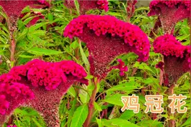 鸡冠花泡水喝，解决了很多健康大问题，三大用途值得了解收藏