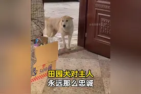 中华田园犬永远忠于主人视频封面