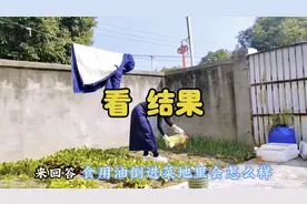 食用油倒进菜地里会怎么样？历时四个月有答案了，看结果……视频封面