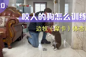 咬人的狗怎么训练？要么不打，要打就打服，你敢这样这样干吗？视频封面