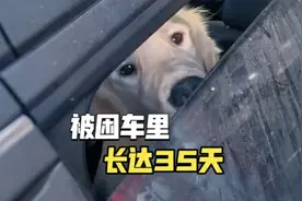 在停车场，两只狗被困在车里长达 35 天