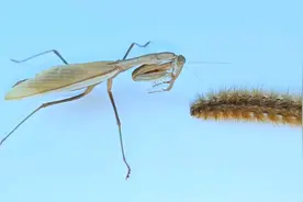 松毛虫满身毒毛，能防得住鸟类却防不住螳螂！视频封面