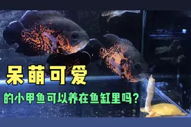 小伙突发奇想，把乌龟甲鱼还有地图鱼混养在一个缸里，真是乱搞！