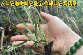 大名鼎鼎的嗷嗷叫是个宝被人当成草有人叫它肾精草化石草你叫它啥