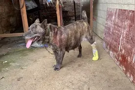 伤口发炎长蛆 用药方法公开配方 希望能帮到各位