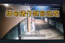 三只缅甸猪崽跳窗逃跑，险些被抓回视频封面