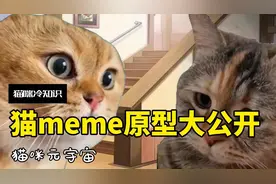 扒一扒爆火的猫meme原型，你用过哪几个？视频封面