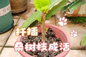 扦插桑树枝已经1个月，树苗成活长出新叶子，蚕宝宝口粮有保障啦